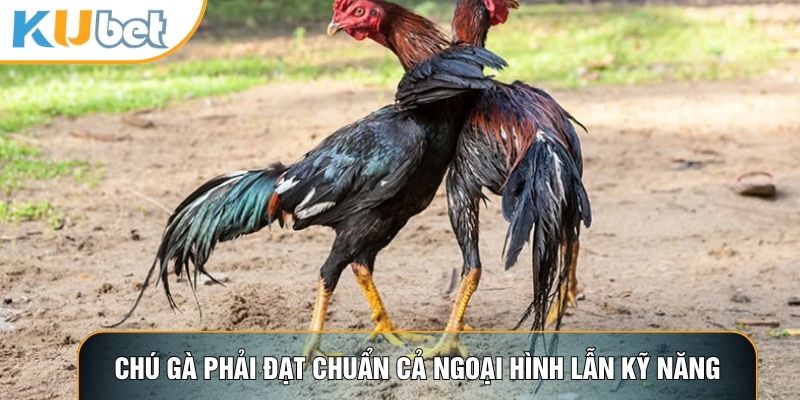 Chiến kê phải đạt chuẩn cả ngoại hình lẫn kỹ năng