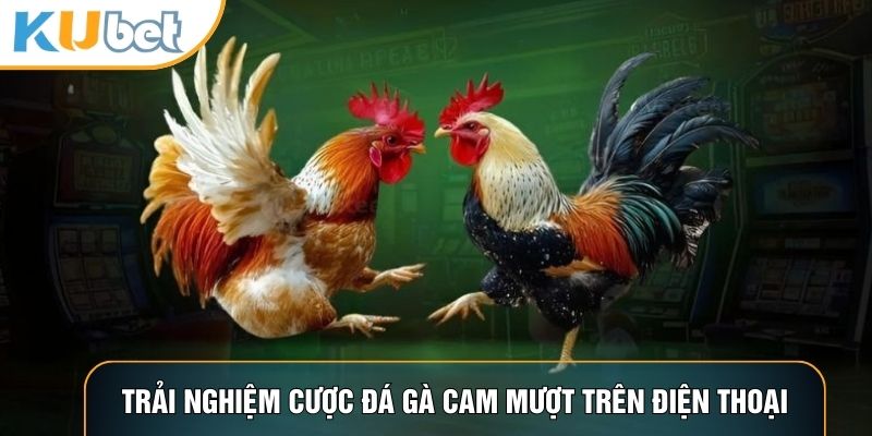 Trải nghiệm cược đá gà cam mượt trên điện thoại